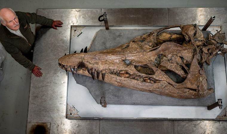 150 milyon yıl öncesine ait ‘deniz canavarının’ kafatası bulundu