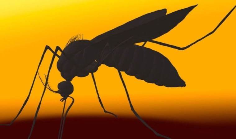 2022’de dünya genelinde 249 milyon sıtma vakasına rastlandı