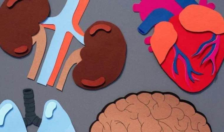 Bilim insanları, kan testinin organların hangi hızda yaşlandığını gösterebileceğini söylüyor