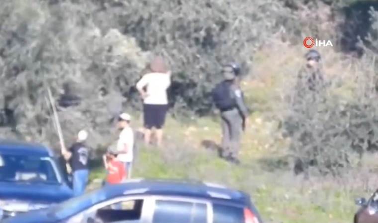 İsrail korumasında Yahudi yerleşimci talanı: Filistinlilere ait zeytin ağaçları kesildi