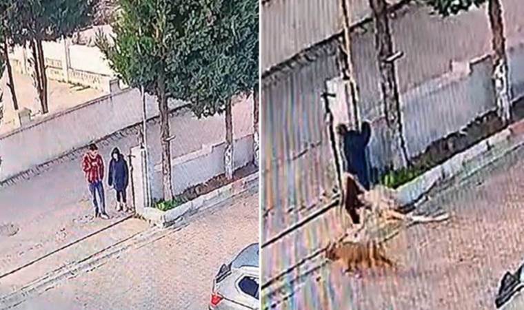 Kulübede bağlı cins köpeği çaldılar!