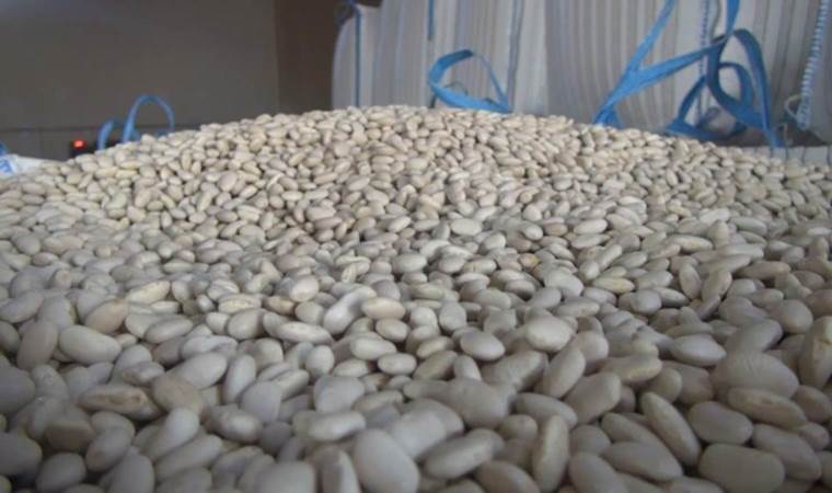 Kuru fasulye üretiminde birinci! Türkiye’nin yüzde 75’lik ihtiyacını karşılıyor…