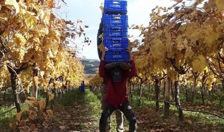 Manisa’da hasat başladı: Yaz meyvesi kış sofralarına geliyor