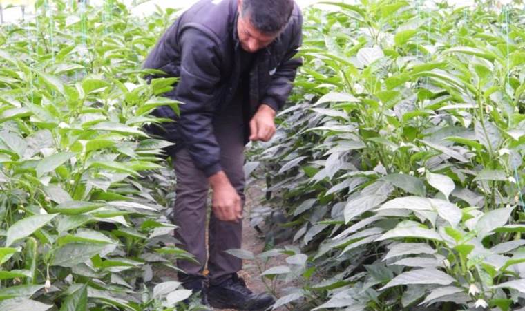 Samandağ’da yetişiyor: Azı şifa fazlası zarar…Kilo vermek isteyenler satın alıyor