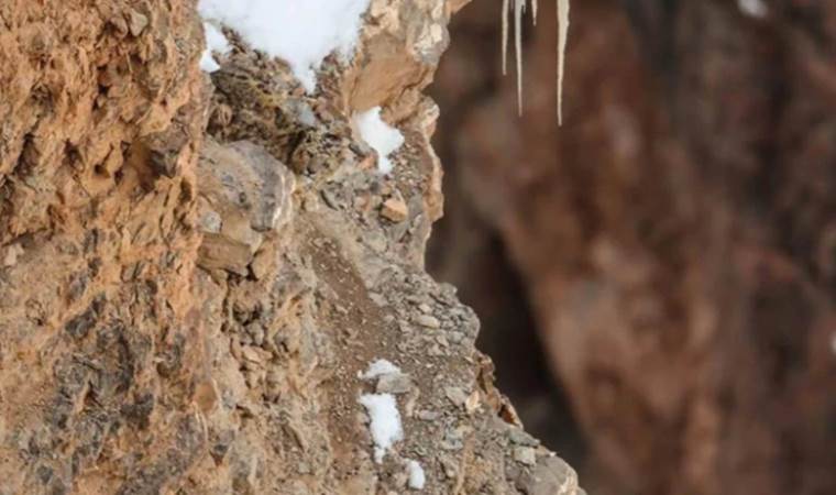 İnsanlar fotoğraftaki leoparı bulmakta zorlanıyor