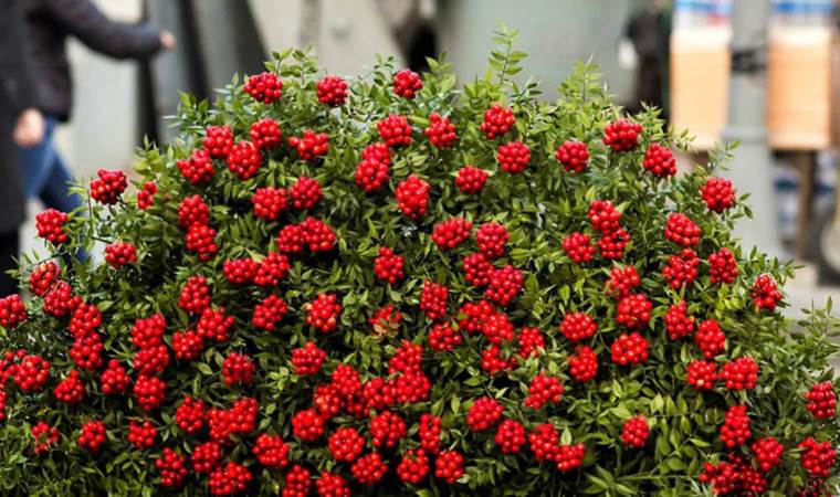 Yılbaşı çiçeği olarak da bilinen ‘kokina’daki gizli tehlike