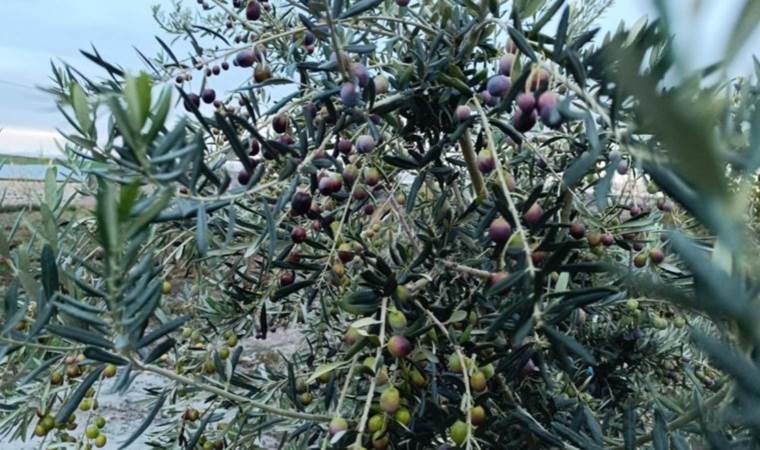 Çemişgezek’te bir ilk: Deneme amaçlı ekmişlerdi, bol verim aldılar!