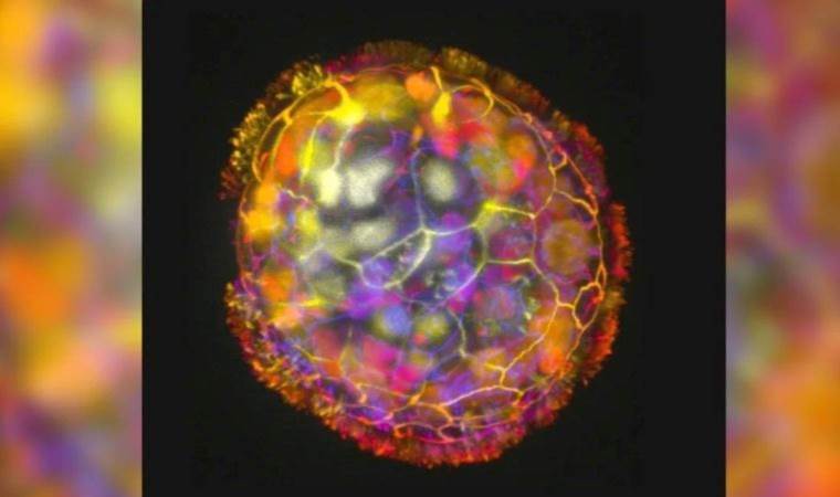 İnsan hücrelerinden küçük canlı robotlar üretildi!