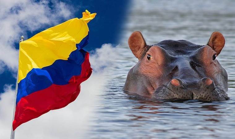 Kolombiya Pablo Escobar’ın evcil hayvanlarına savaş açtı