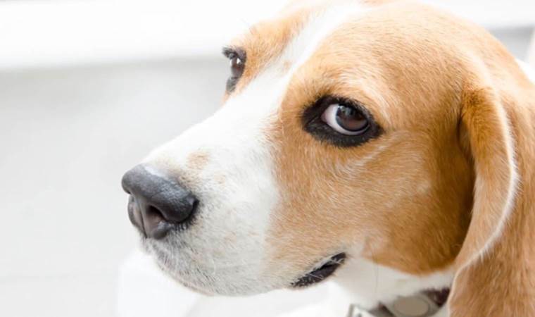 Köpek sahiplerinin dikkatine: ‘Balina gözleri’ tehlike işareti olabilir