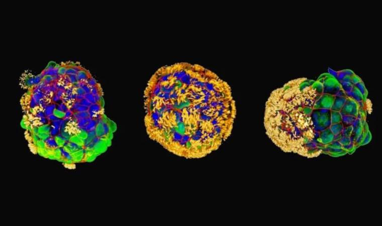 Bilim dünyasında devrim: İnsan hücrelerinden canlı robot ürettiler