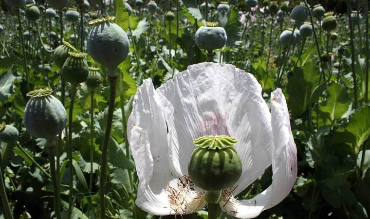 Dünyanın en büyük afyon üreticisi: Afganistan’ı solladı!