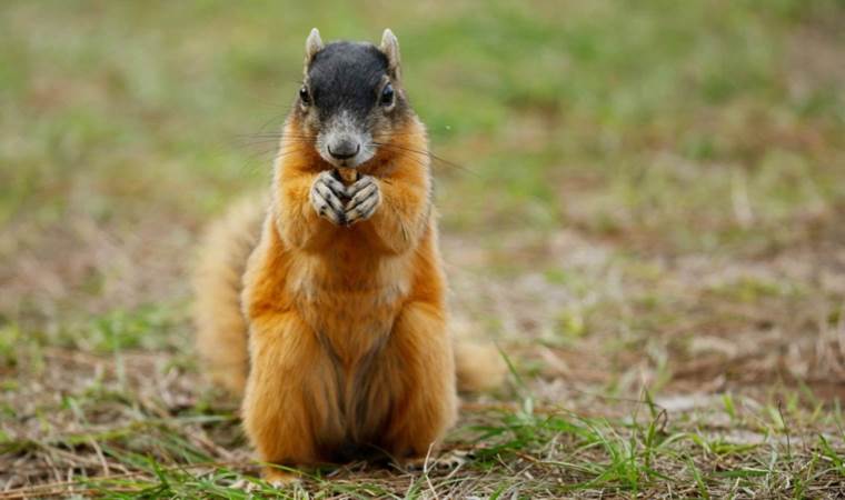 Hayvanat bahçesinde katliam: 31 sincap öldü