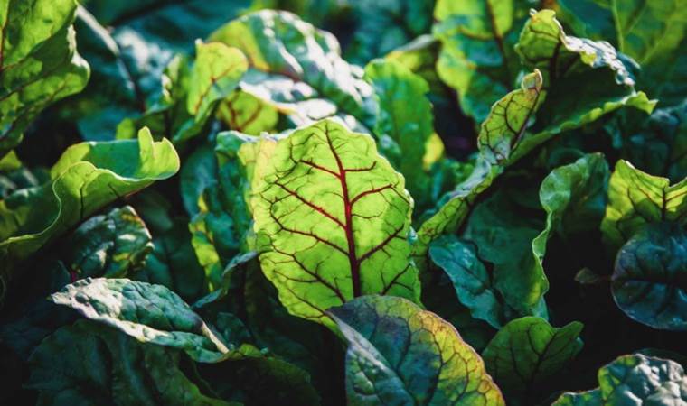 Yiyen 100 yaşına kadar yaşıyor! Bilim insanları önerdi…