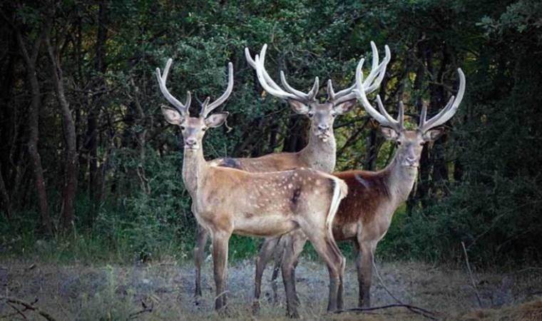 Bilim insanları kırmızı alarm verdi: Zombi geyik hastalığı nedir? Zombi geyik hastalığı belirtileri nelerdir? Zombi geyik hastalığı ölümcül mü? Zombi geyik hastalığı tedavisi var mı? Zombi geyik hastalığı Türkiye’de görüldü mü?