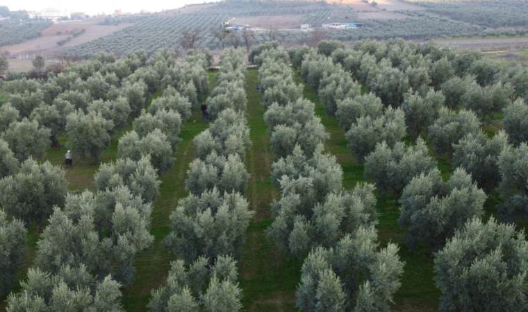 Orta Sakarya Vadisi’nde hasat başladı: Mikroklima etkisine sahip…