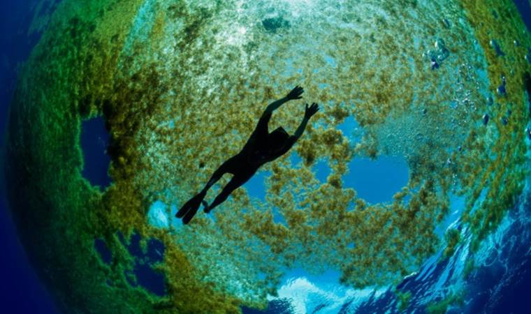 Dünya üzerinde kara ile teması olmayan tek deniz: ‘Yüzen bir yağmur ormanı…’