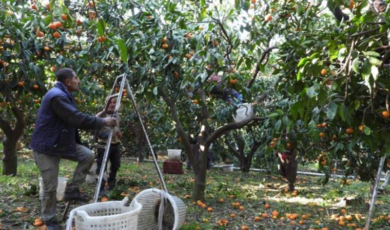 Tarlada fiyatı 2, markette 20 TL! Ürünler dalında çürüyor…