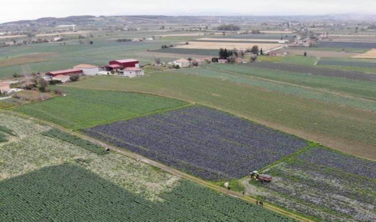Kışlık 500 bin ton sebze üretiliyor! Türkiye 1’inciliğine yükseldi