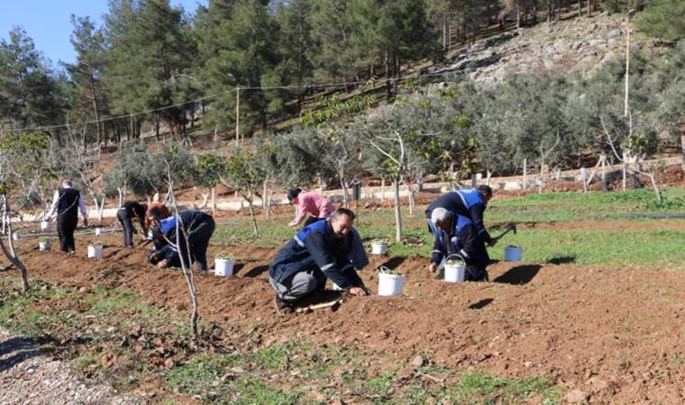 ‘Maraş dondurması’nın hammaddesi…. Toprakla buluştu!