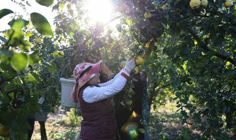 Hasat başladı: Rusya’nın ayvası Kahramanmaraş’tan