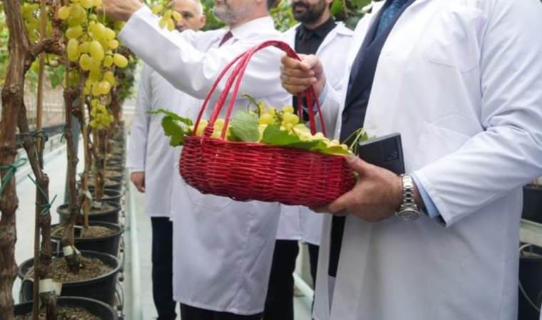 Araştırmada sona gelindi: Yılda iki kez hasat yapılabilecek… Yaz mevsimini kışın hasat ettiler