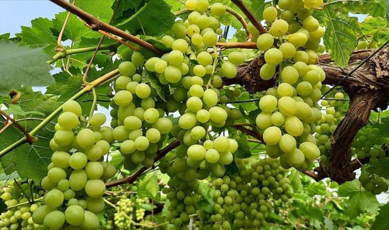 Yaz meyvesi üzümü yılbaşı akşamında tüketecek