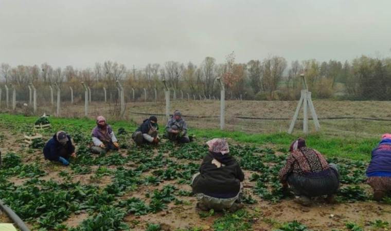 Bilecik’te zorlu hasat: Kilosu 12 TL’den satılıyor…