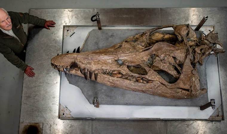 Jurassic’te bulundu: 150 milyon yıllık devasa kafatası
