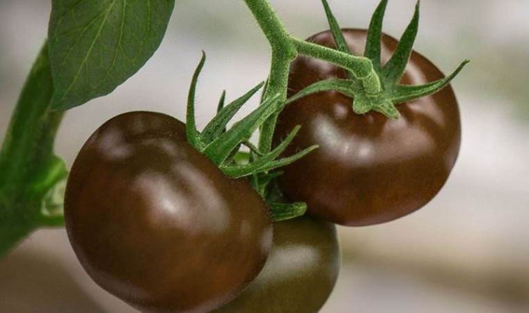 Siyahı da kırmızısı da kanserin başdüşmanı