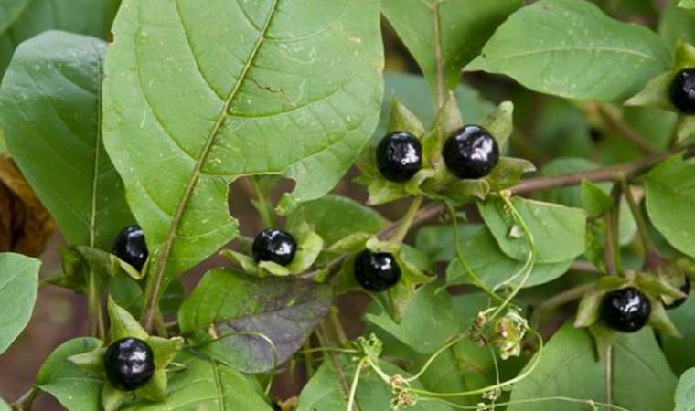 Güzel avrat otu nedir, nerelerde kullanılır? Güzel avrat otunun faydaları neler?