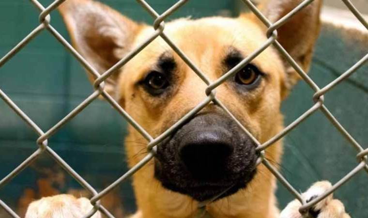 Hollanda’da köpek sahiplenmek isteyenler zorunlu kursa tabi tutulacak