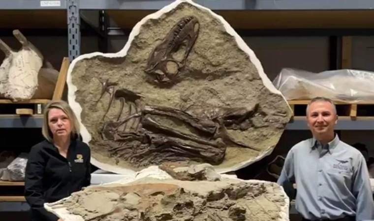 75 milyon yıllık dinozorun son yemeği