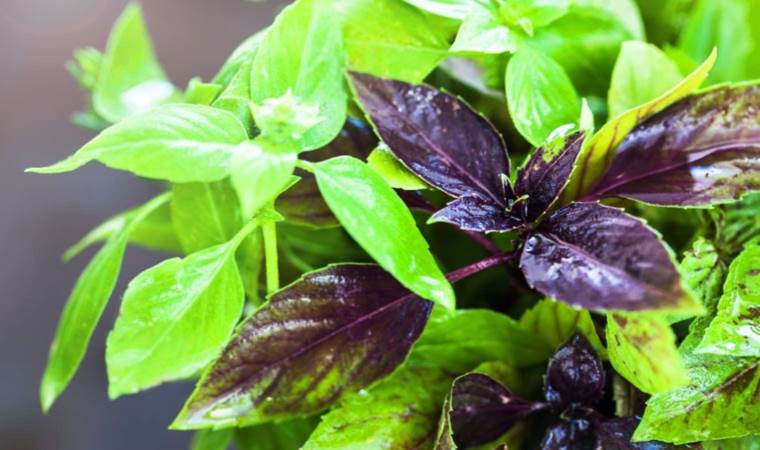 Bitkilerin profesörü: ‘Radyasyona karşı koruyor, kanser hücrelerinin çoğalmasını engelliyor’