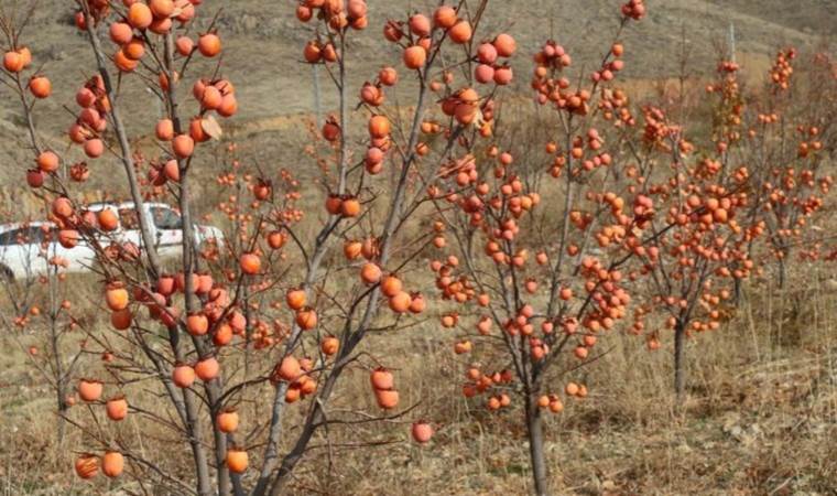 Keban’da hasat başladı: 15 dekarda 7 ton ürün