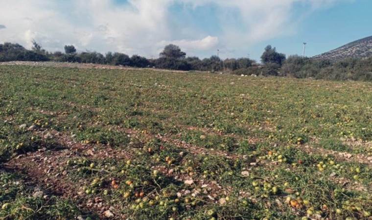 Datça’da son hasat yapılamadı! Ürünler kullanılamaz hale geldi
