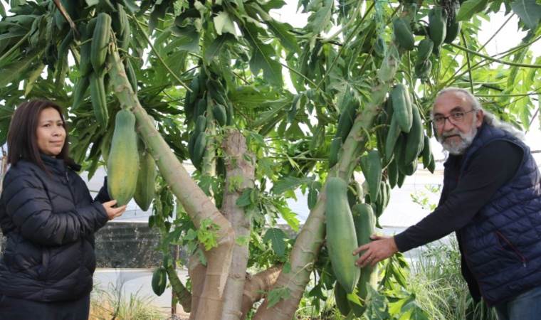 Eşi sevdiği için ekti, 3 ülkeye ihraç etmeye başladı! Yılın 12 ayı meyve veriyor, getirisi çok yüksek!