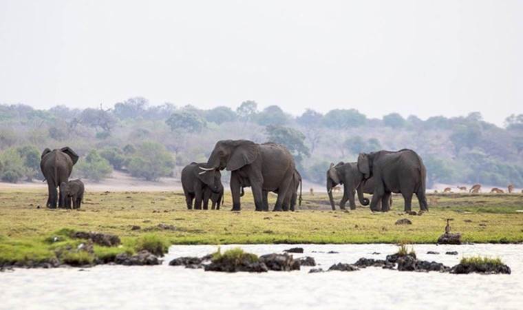 Zimbabve’de kuraklık nedeniyle en az 100 fil öldü