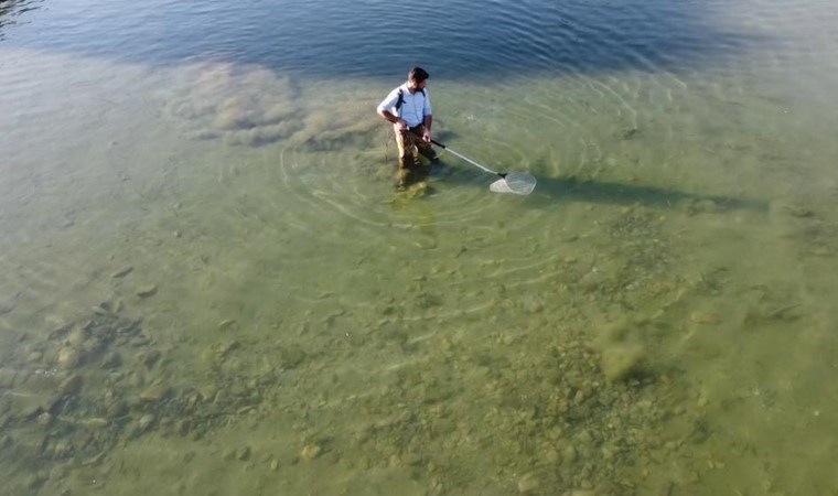 Dünyanın en çok aranan 10 balığından biri!  Dicle Nehri’nde ortaya çıktı… Kayıp balıklar listesindeydi