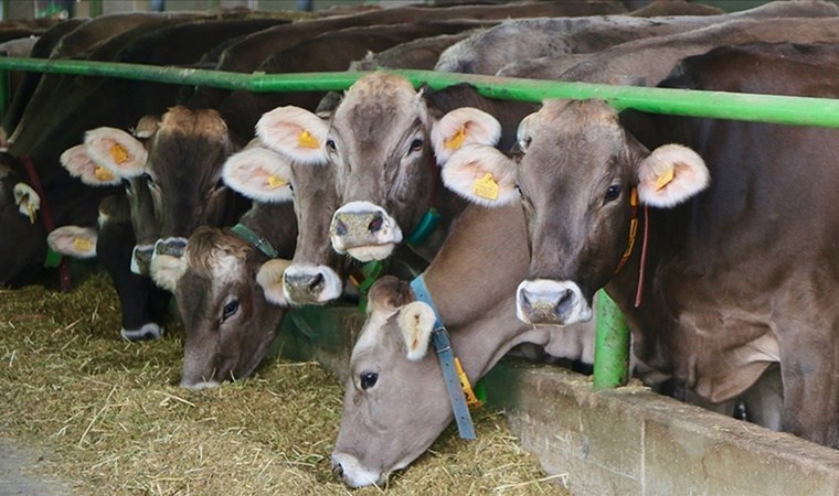 Kırmızı et fiyatları kontrolden çıktı: Bakanlığın çaresi yine sığır ithalatı oldu!