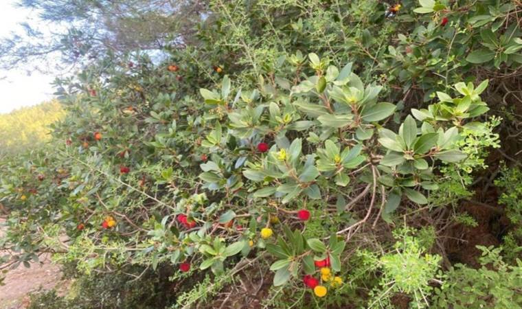 Mahalle sakinleri toplayıp satıyor: Yüksek antioksidan içeriyor…