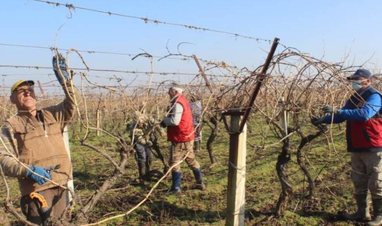 Salihli Ovası’nda sabahın ilk ışıkları ile  başlıyorlar: 13 bin dekarlık alanda hummalı çalışma…