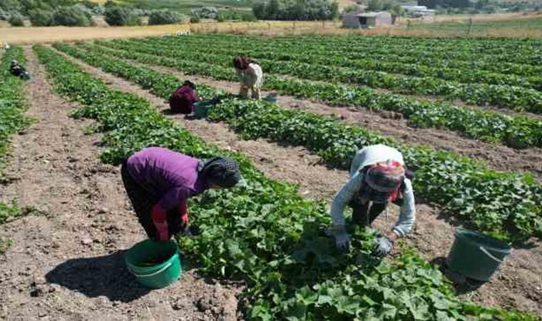 Grip vakaları çoğaldı, talep arttı! Şifa niyetine tüketiliyor…