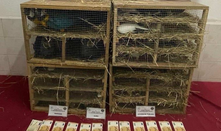 Kaçak olarak getirildiler: Kamyonette 124 kuş ele geçirildi