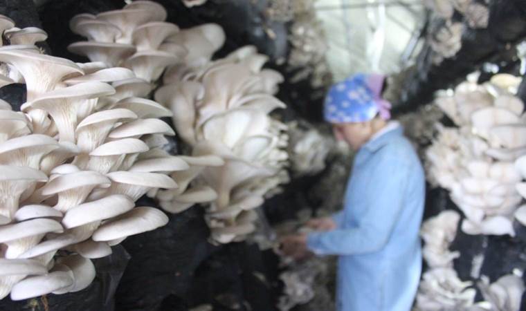 Çadırda üretiliyor: Girişimci kadınlar günde 200 kilo ürün alıyor