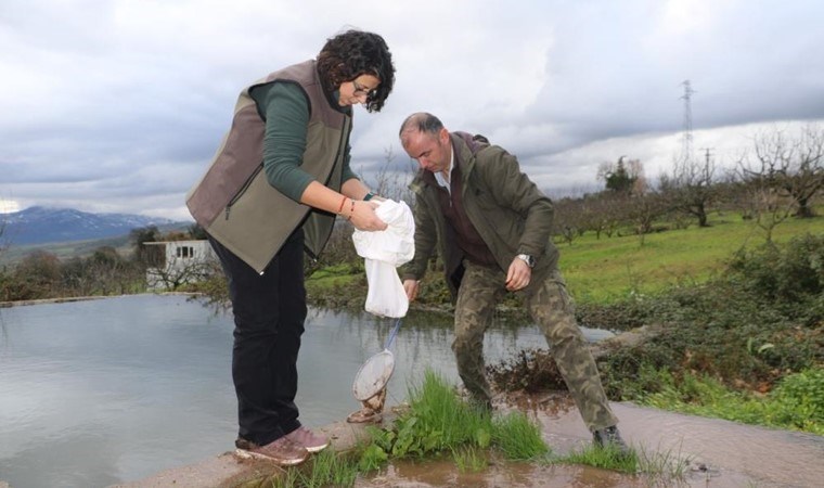 Bursa’da tesadüfen bulundu… Nesli tehlike altındaydı