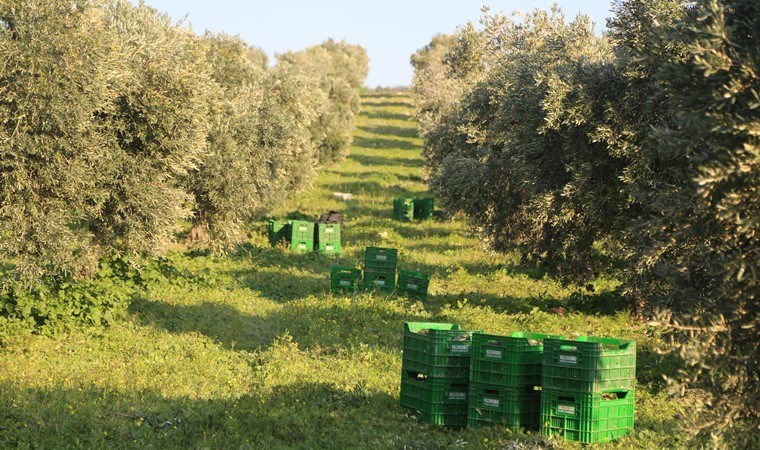 Hatay’da çok sayıda ailenin geçim kaynağı: Altının özü!  5 bin ton rekolte bekleniyor…