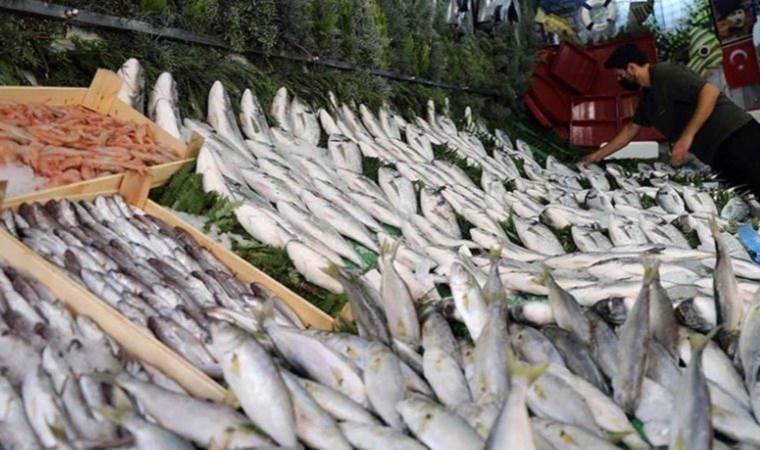 Balık fiyatları sevindirdi! İşte İstavrit, hamsi, somon, mezgit, çupra, levrek fiyatları…