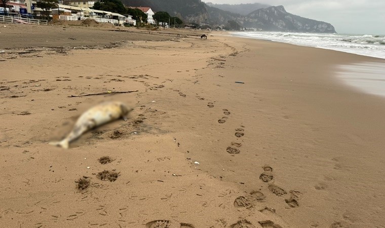 Bartın’da ölü yunus kıyıya vurdu