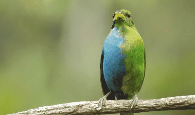 Kolombiya’da tespit edildi! Yarı dişi, yarı erkek kuş